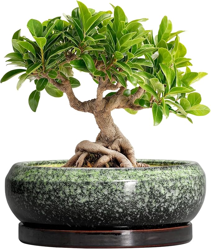 EPFamily Bonsai Pots 8 Inch - Ceramic Succulent Pots with Drainage Hole and Saucer, Shallow Plant Pot for Indoor Outdoor, Bonsai Tree Pots, Round Planter Bowl, Home Decor, Gift for Plant Lover, Green