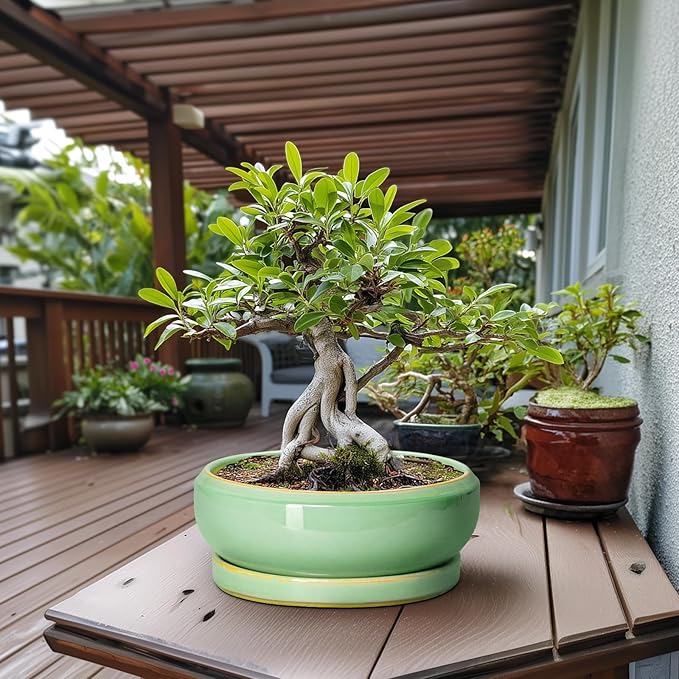 EPFamily Large Bonsai Pots - 13 Inch Ceramic Succulent Pots for Indoor Outdoor, Ceramic Planter with Drainage Hole and Saucer, Shallow Round Planter, Garden Decor, Gifts for Women Men, Light Green