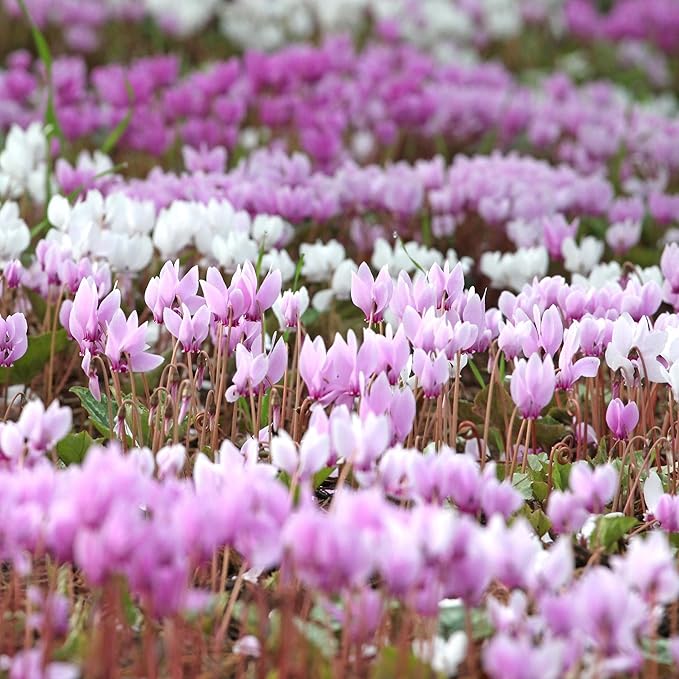 Easy to Grow Cyclamen Ivy-Leaved 'Hederifolium' Plant Bulbs (3 Pack) - Lavender Purple-Pink Flowers Winter to Spring Gardens Indoor Outdoor