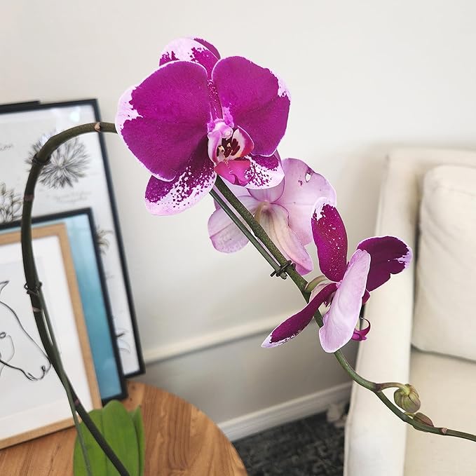 Large Purple Live Orchids Blooming in 5" Blue & White Orchid Pot, Pet Friendly Live Plant Gifts for Plant Lovers, Approx. 22"+ Tall, Real Houseplants, Phalaenopsis Moth Flowers by Plants for Pets