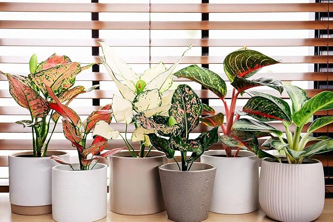 Premium Aglaonema Plant Soil Mix by Gardenera - Stimulate Growth and Elevate Leaf Color with Nourishing Formula - 5 Quart
