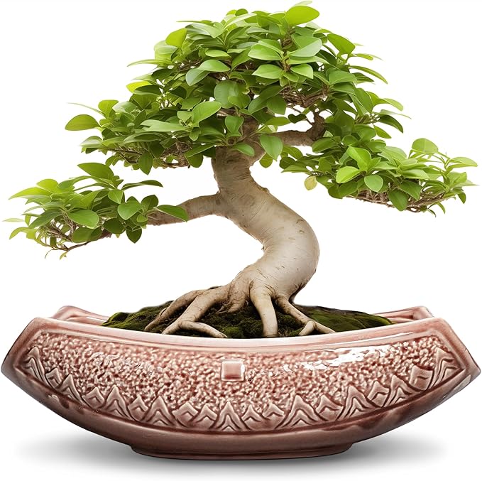 Teagas Large Bonsai Pots - 18 Inch Ceramic Succulent Pots with Drainage Hole, Bonsai Planter for Indoor Outdoor Plants, Ceramic Flower Pot, Decorative Plant Pot, Home Decor, Birthday Gifts, Red-Brown