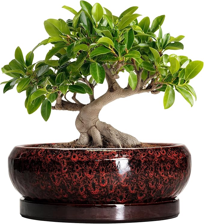 EPFamily Bonsai Tree Pots - 10 Inch Ceramic Succulent Planters for Indoor Outdoor, Bonsai Pots with Drainage Hole and Saucer, Shallow Round Planter, Planter Bowl, Patio Decor, Gifts for Women, Red