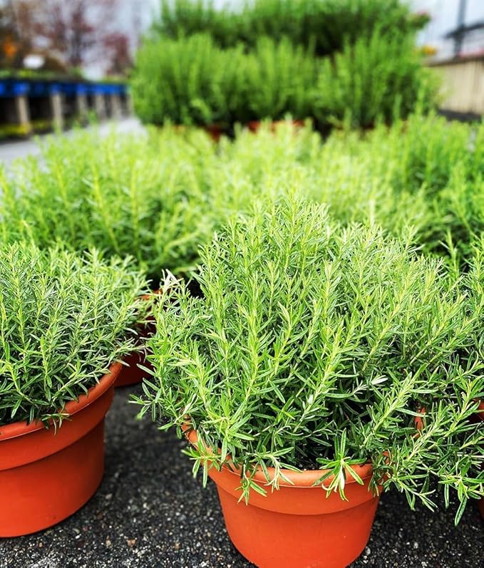 Set of 3 Blue Rosemary Plants 4–8 Inches Tall, Fragrant Herb for Culinary and Decorative Use, Outdoor Planting