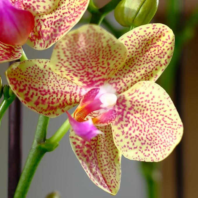 Premium Spotted Live Orchid Plant Blooming in 3.5" Blue & White Orchid Pot, Live Plants, Houseplant Gifts, Approx. 16" Tall, Pet Friendly Houseplants, Phalaenopsis Moth Flower by Plants for Pets