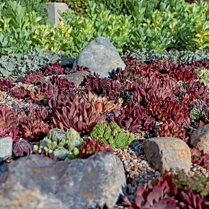 Mountain Crest Gardens Sempervivum Bulk Pack - 50 Live Cold Hardy Plants, 5 of Each Variety, Rooted in 2 Inch Pots - Real Succulents for Outdoor Projects, Landscaping & Resale