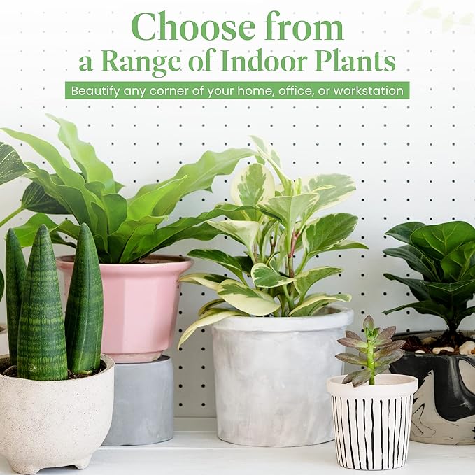 American Plant Exchange Desert Rose – Live 5-Inch Potted Flowering Succulent, Drought-Tolerant Bonsai-Style Plant for Indoor & Outdoor Gardens, Patios, and Home Décor