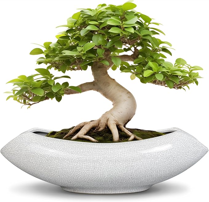 Teagas Ceramic Bonsai Tree Pot - 18 Inch Ceramic Pots for Plants, Large Succulent Planter with Drainage Hole for Indoor Outdoor, Unique Planters for Flower, Home Decor, Gardening Gifts, White-Black