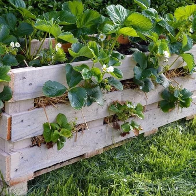 200 Strawberry Seeds – Sweet Red Garden Strawberry for Home Planting, Outdoor & Container Growing