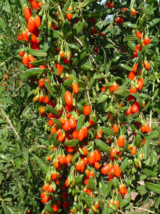 TomorrowSeeds - Goji Berry Tree Seeds - 1200+ Count - for 2026 Planting Lycium Chinense Superfood Wolfberry Asian Wellness Red Flowering Edible Perennial Fruit Trees Perennial Grow Your Own Home Farm