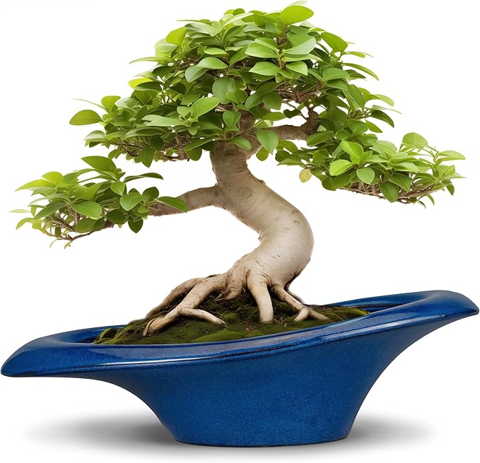 Teagas Bonsai Tree Pot 18 Inch - Ceramic Succulent Pots Large Bonsai Planter for Indoor Outdoor Plants Decorative Plant Pot with Drainage Hole Flower Pot for Home Garden Room Decor Blue