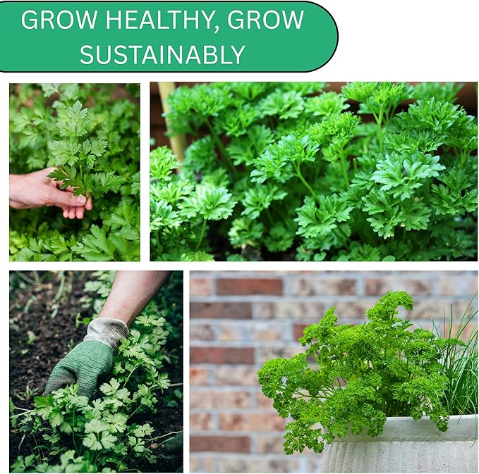 Italian Flat Leaf Parsley Seeds for Planting - Over 3,000 Heirloom Non-GMO Italian Parsley Seeds for Planting - Beginner Friendly Herb Gardening for Indoor, Outdoor & Hydroponic | Woods Creek Seeds