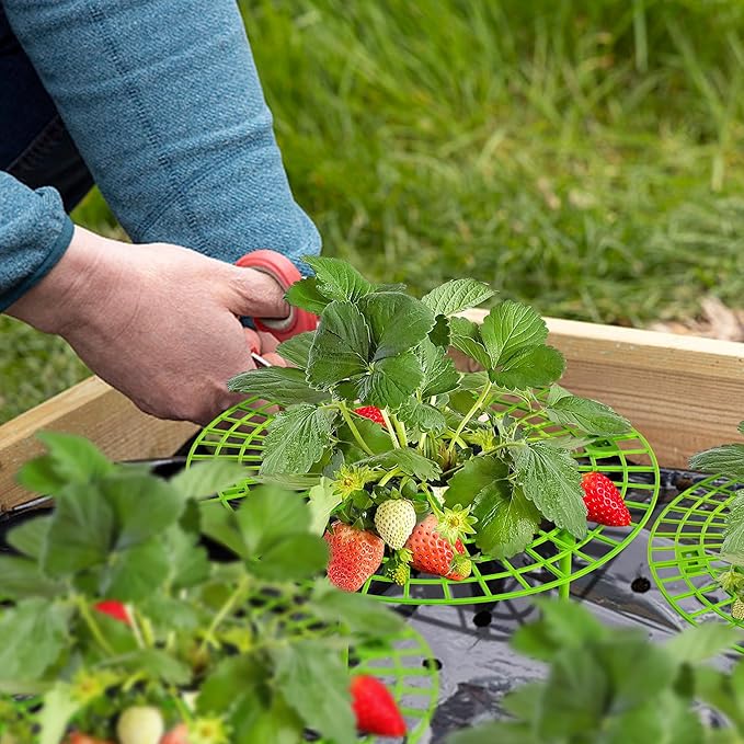 Iceyyyy 6 Pack Strawberry Plant Supports-Strawberry Growing Rack with 4 Legs-Strawberry Stand Holder Bracket for Strawberry Growing Protection Keeping Berries Clean