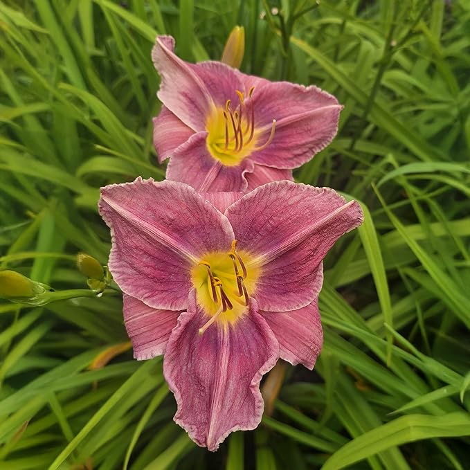 Prairie Blue Eyes Daylily Flower Bulbs – Lavender-Purple Blooms with Blue Eye – Hardy, Drought-Tolerant Perennial for Pollinator Gardens (Zones 3–9) Fall Planting Spring Blooming