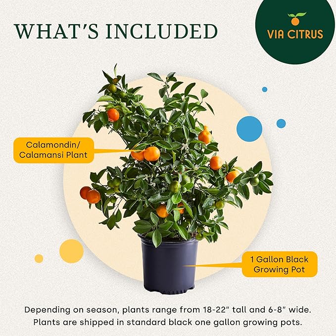 Calamondin Tree Live Plants Outdoor Plant 13" - 22" Tall Dwarf Indoor Fruit Trees Live Plants Cannot Ship: CA, AZ/TX/LA – Patio Fruit Plant Pot, Real Citrus Tree Pot, Housewarming Gifts by Via Citrus
