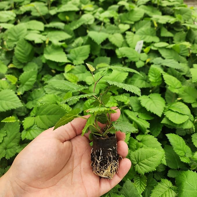 BlackBerry Plants Triple Crown Live for Sale (4 Pack) | Easy to Grow Plants | Edible Fruit Plant for Sustainable Living | Grow Your own Food on Your Edible Organic Garden| Live for Planting|