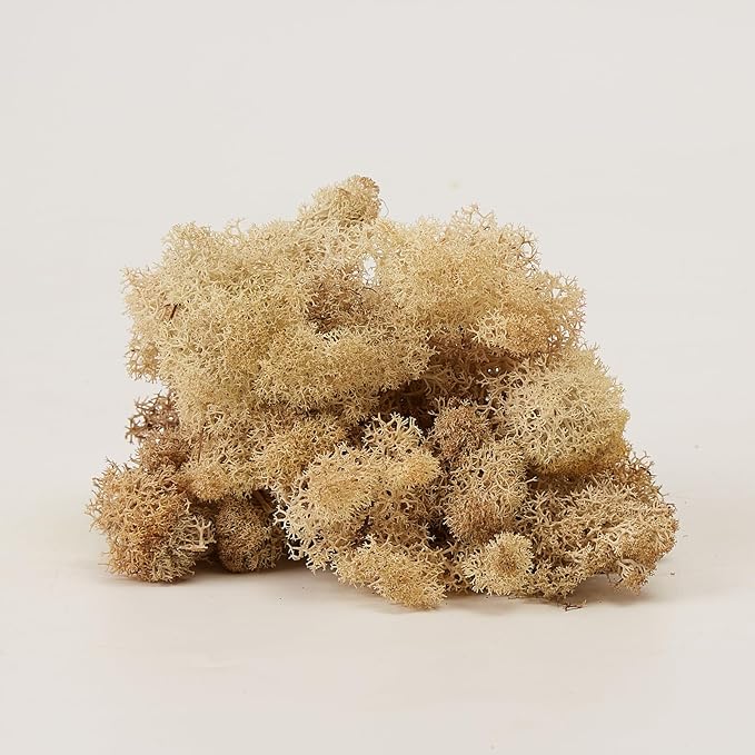 prefleur Preserved Reindeer Moss Natural Green DIY Kit Gardenning Art Wall Decor Florist Decor Easter Table Decor Wedding