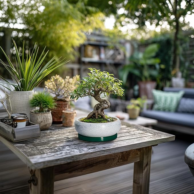 EPFamily Succulent Pots - 6 Inch Ceramic Pots for Succulent Indoor Outdoor, Small Plant Pot with Drainage Hole and Saucer, Bonsai Pot, Modern Round Planter, Window Decor, Housewarming Gifts, Green