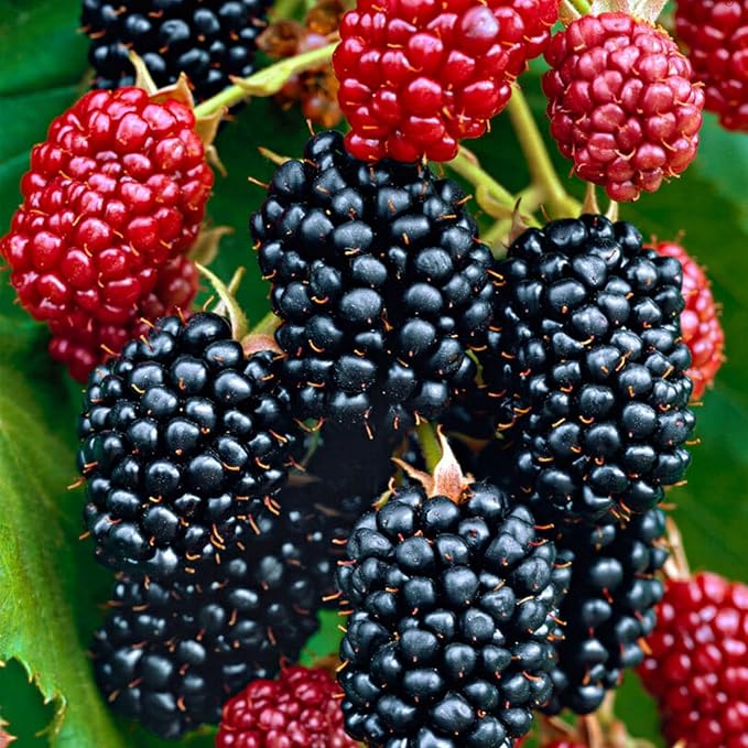 200+ BlackBerry Seeds for Planting Non-GMO Organic BlackBerry Seeds for Garden Outdoor - Sweet,Healthy Fruit