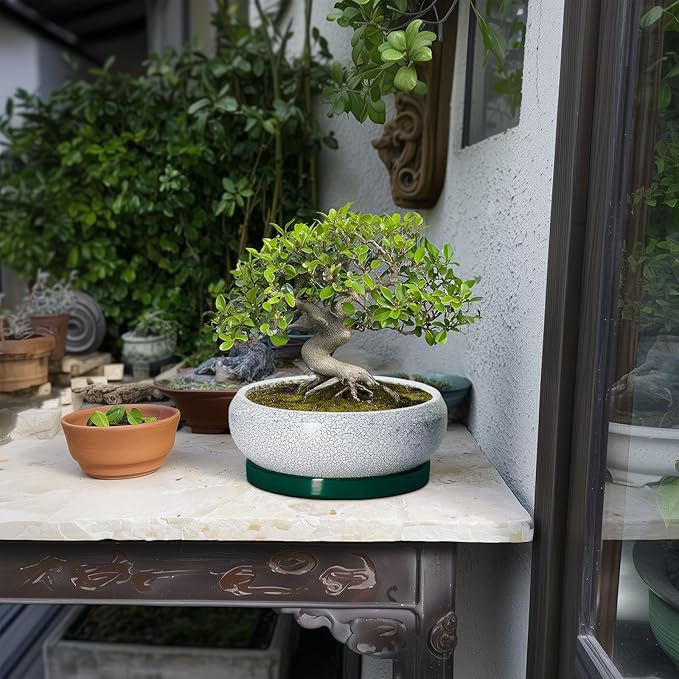 EPFamily Bonsai Tree Pots - 8 Inch Ceramic Succulent Pot with Drainage Hole and Tray, Bonsai Pots, Shallow Planters for Indoor Outdoor, Round Planter Bowl, House Decor, Gifts for Plant Lovers, Green