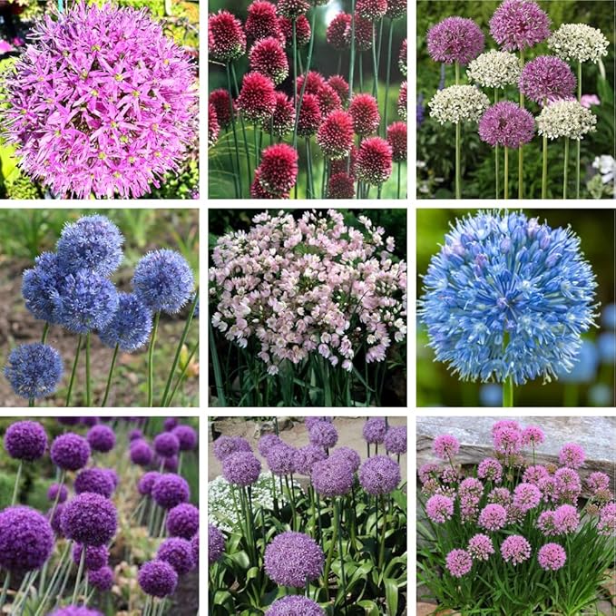 30 Mixed Allium Bulbs, Ornamental Allium Bulbs, Mix Perennial Flowering Onion Alliums Bulb, Easy to Grow, Colorful Flower Bulbs for Spring Blooms, Gardens, Pots and Landscaping
