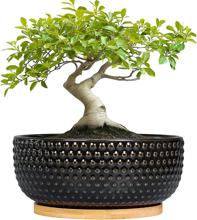 EPFamily Bonsai Tree Pot - 8 Inch Ceramic Succulent Planters with Drainage and Plant Tray, Boho Round Shallow Bowl for Indoor Plants, Office Decor, Housewarming Gift, Black