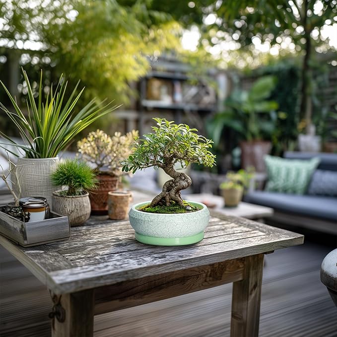 EPFamily Succulent Pot 6 Inch - Ceramic Bonsai Pots Indoor Outdoor, Shallow Plant Pots with Drainage Hole and Saucer, Small Bonsai Planter, Round Bowl Planter, Desk Decor, Housewarming Gifts, Green