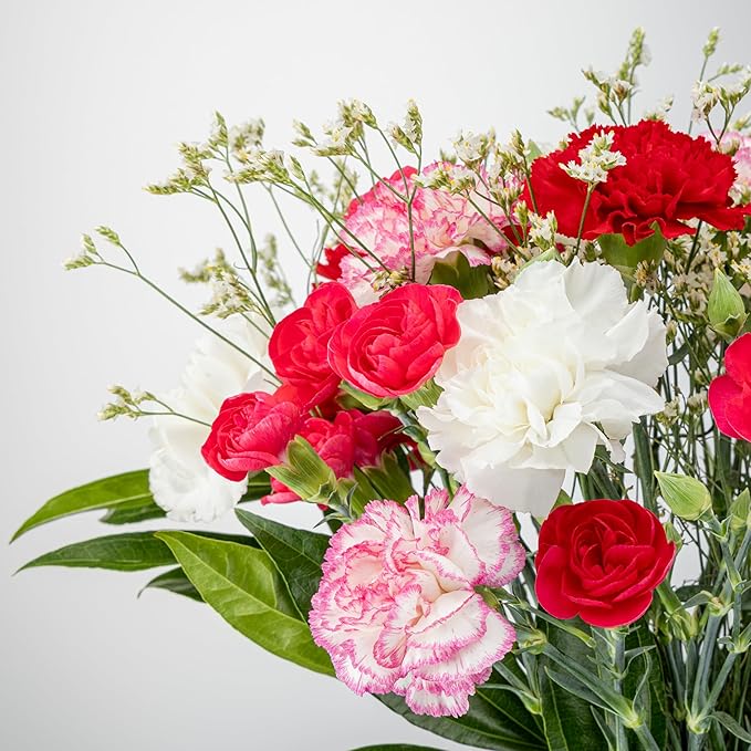 Benchmark Bouquets - 25 Stem Seasonal Carnations (Glass Vase Included) - Fresh Flowers for Next Day Delivery - Gift for Birthday, Anniversary, Sympathy, Get Well, Congratulations, Valentine's Day