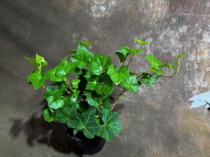 PLANTVERS Green Ivy in a 4" Nursery Pot - Hedera - Vining Plant - Low Maintenance Plant - Trailing Houseplant - Easy Care Live Plant