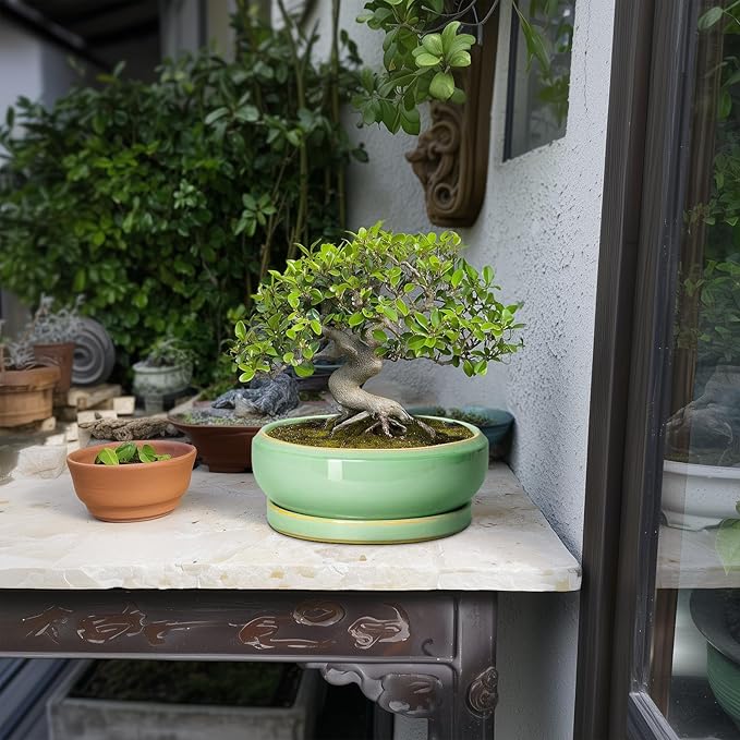 EPFamily Succulent Planters - 8 Inch Ceramic Bonsai Pots with Drainage Hole and Plant Tray, Round Planter for Indoor Outdoor Plants, Shallow Planter Bowl, Room Decor, Housewarming Gifts, Light Green