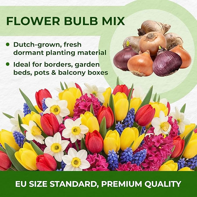 Dutch Bulbs Spring Border Flower Bulb Collection (50 Bulbs) Exclusive Mix from The Netherlands, Hardy and Perennial for The Garden, pots (Large Bulbs, no Seeds, not Artificial)
