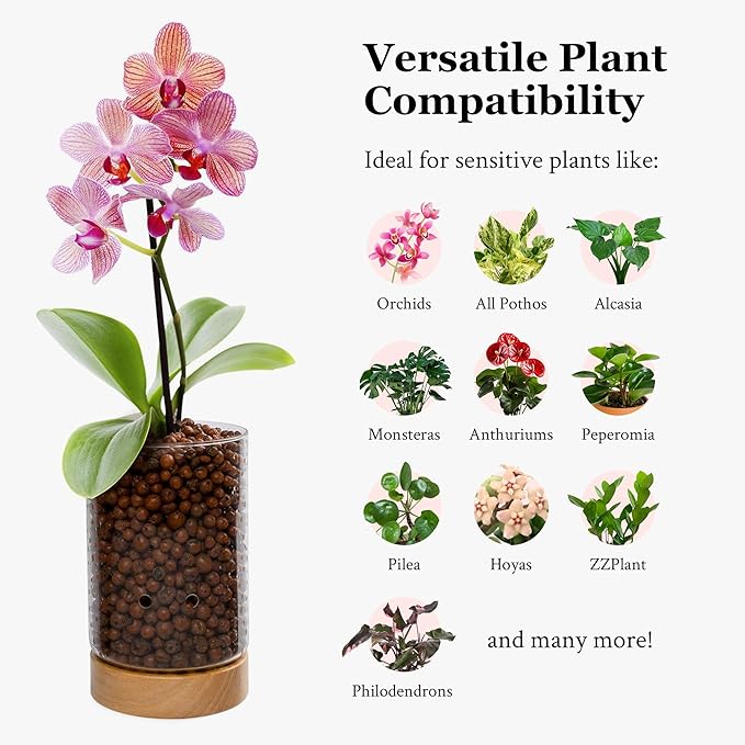 Pot & Pebble - C1 Glass Planter with Wooden Base - Indoor Glass Planter with Water Level Control Holes -Grow Plants in LECA Clay Pebbles/Similar Media - Semi Hydroponic Planter - Plant Cutting Holder