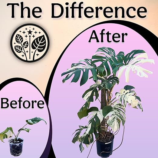 Grow Queen Organic Liquid Indoor Plant Food, Houseplant, Tropical & All-Purpose Indoor Plant Fertilizer, Organic Liquid Fertilizer 5-5-5 with Sea Kelp, 12oz Treats 75 Gallons