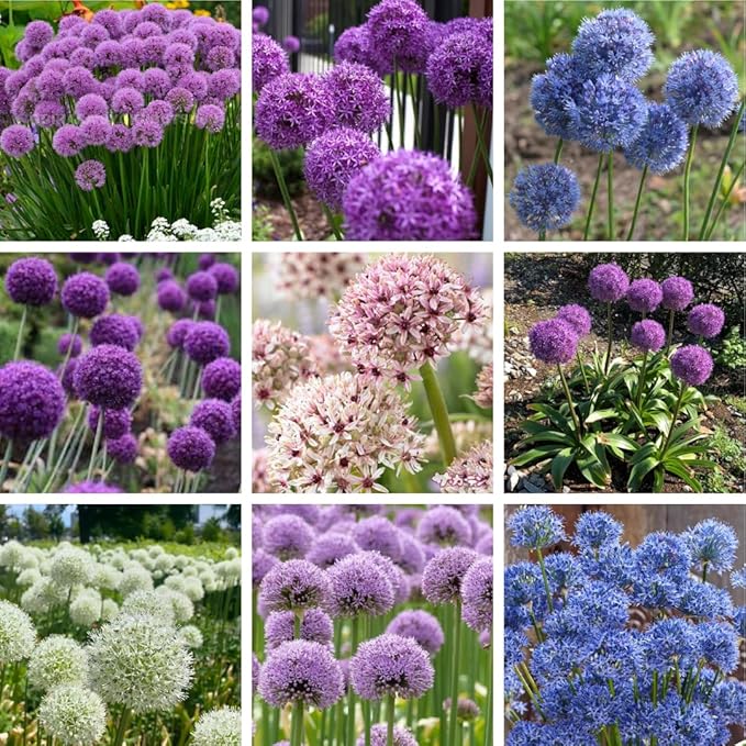 30 Mixed Allium Bulbs, Ornamental Allium Bulbs, Mix Perennial Flowering Onion Alliums Bulb, Easy to Grow, Colorful Flower Bulbs for Spring Blooms, Gardens, Pots and Landscaping