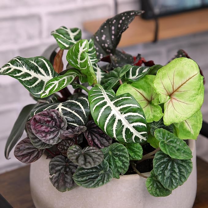 Altman Plants Live Houseplants (12PK), Indoor Plants for Delivery Prime, Live Plants and Gardening Gifts for Plant Lovers, Planters for Indoor Plants with Potting Soil, Live House Plants Indoors Live