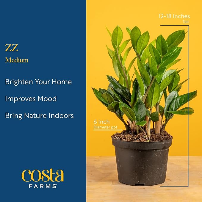 Costa Farms ZZ Live Plant in Decorative Pot, Easy to Maintain, Air Purifying Indoor Houseplant, Perfect for Home, Room, or Office Decor, Great House Warming or Birthday Gift, 12-20 Inches Tall