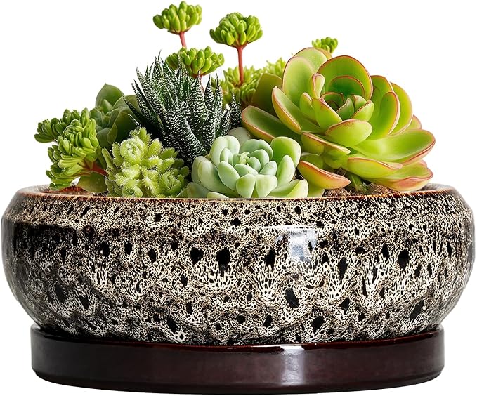 EPFamily Succulent Planter 6 Inch - Ceramic Bonsai Pots with Drainage Hole and Tray, Shallow Plant Pot Indoor Outdoor, Cactus Succulent Pot, Round Bonsai Planter, Home Decor, Plant Lover Gift, White