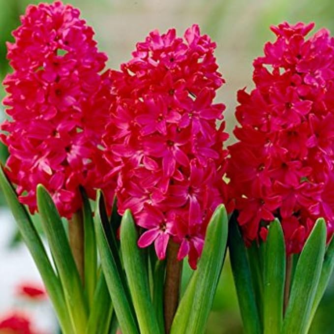 Hyacinth Jan Bos Flower Bulbs – Deep Carmine Red Blooms, Fragrant Spring Hyacinth Bulbs for Fall Planting, Easy Grow Indoor & Outdoor Plant Bulbs, Top Size 16/+ cm