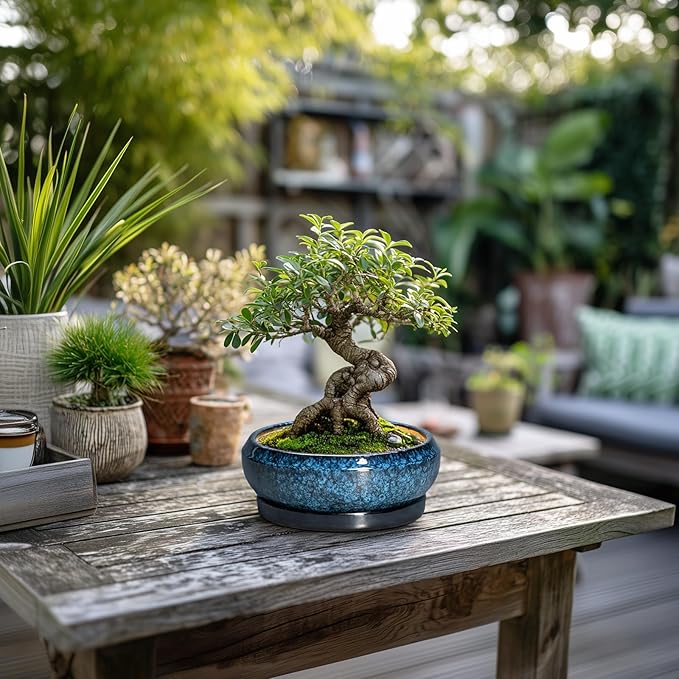 EPFamily Succulent Pots - 6 Inch Ceramic Bonsai Pots with Drainage Hole and Saucer, Shallow Planter for Indoor Outdoor, Round Succulent Planter, Cactus Pot, Office Decor, Gifts for Plant Lovers, Blue