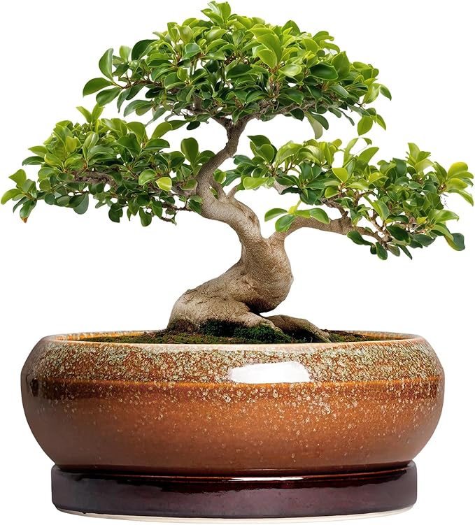 EPFamily Bonsai Pots 13 Inch - Large Ceramic Succulent Planter for Indoor Outdoor, Round Shallow Planters with Drainage Hole and Saucer, Large Succulent Pots, Patio Decor, Garden Gifts, Retro Brown
