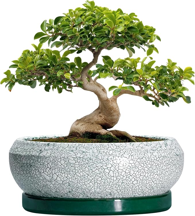 EPFamily Bonsai Pots 13 Inch - Shallow Ceramic Planter with Drainage Hole and Saucer, Round Succulent Pots for Indoor Outdoor, Large Succulent Planter, Apartment Decor, Gardening Gifts, Green