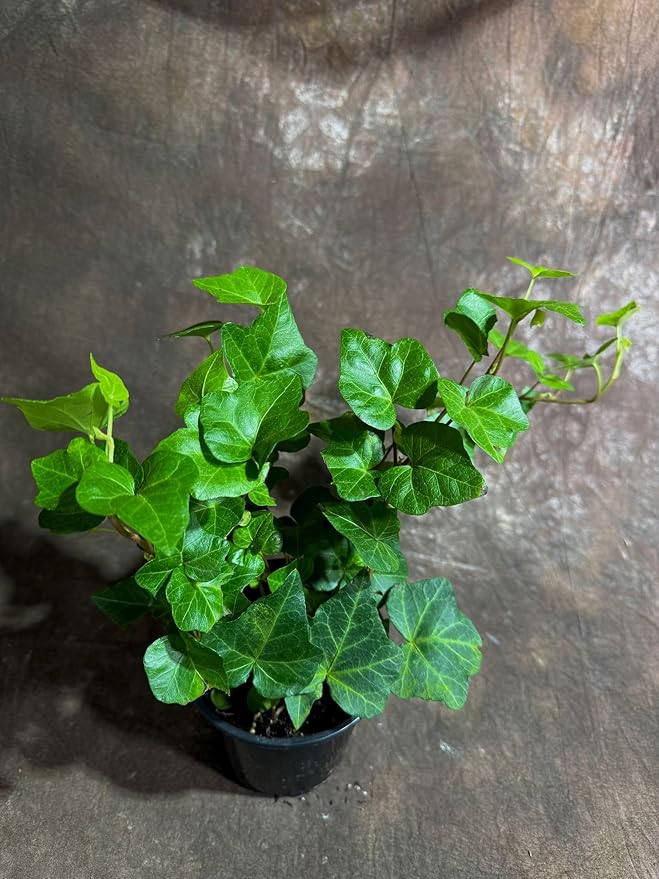 PLANTVERS Green Ivy in a 4" Nursery Pot - Hedera - Vining Plant - Low Maintenance Plant - Trailing Houseplant - Easy Care Live Plant