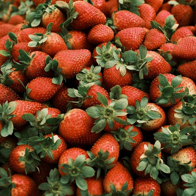 'Jewel' June Bearing Bare Root Strawberry Plants - Large Strawberries, High Yields, and Consistent Performance! from Hand Picked Nursery (15)