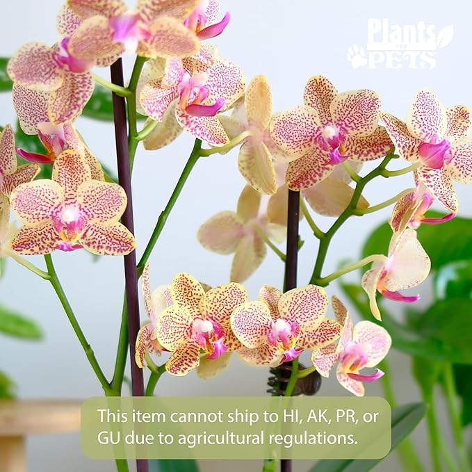 Premium Spotted Live Orchid Plant Blooming in 3.5" Blue & White Orchid Pot, Live Plants, Houseplant Gifts, Approx. 16" Tall, Pet Friendly Houseplants, Phalaenopsis Moth Flower by Plants for Pets