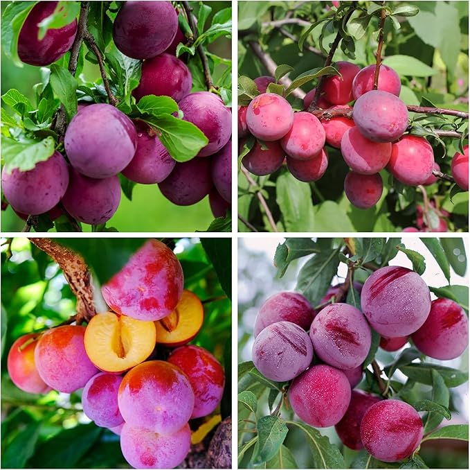 150+ Tropical Beach Plum Fruit Tree Seeds for Planting Outdoor- Non-GMO Heirloom Prunus Maritima Growing Your Own Delicious Fruit in Garden