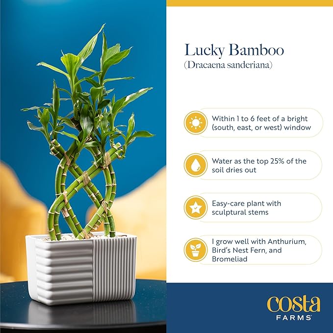 Costa Farms Lucky Bamboo Live Plant in Decorative Pot, Easy to Maintain Indoor Houseplant, Perfect for Home, Room, or Office Decor, Great House Warming or Birthday Gift, 12-15 Inches Tall
