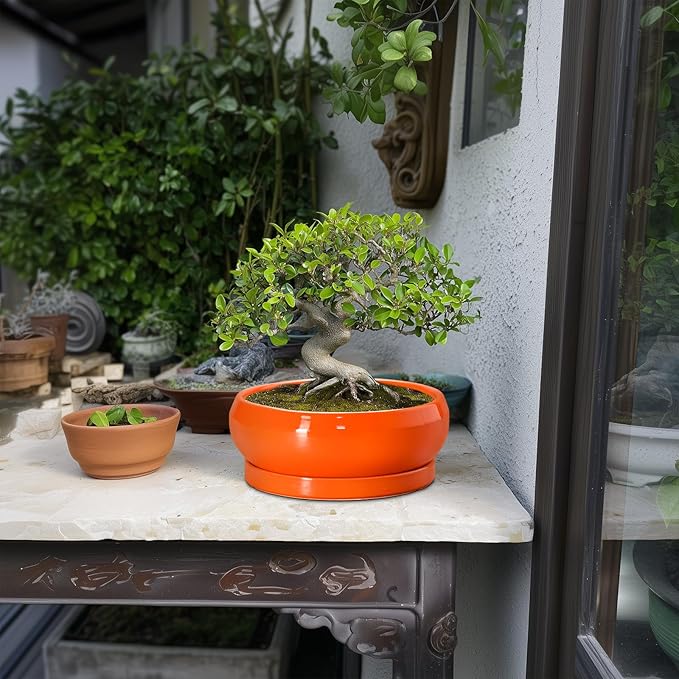 EPFamily Bonsai Pots 8 Inch - Ceramic Succulent Planter with Drainage Hole and Saucer, Shallow Plant Pot Indoor Outdoor, Round Bowl Planter, Bonsai Tree Pots, Table Decor, Plant Lover Gift, Orange
