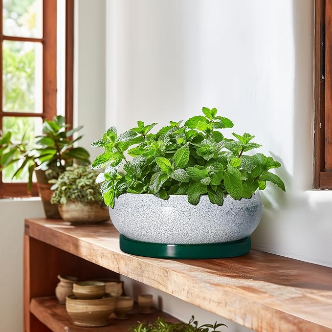 EPFamily Succulent Planters 10 Inch - Ceramic Bonsai Pots with Drainage Hole and Saucer, Large Succulent Pots Indoor, Shallow Planter, Round Bowl Planter Outdoor, Patio Decor, Plant Lover Gift, Green
