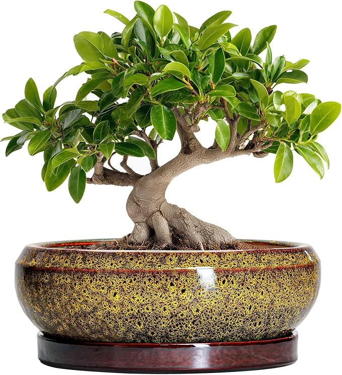 EPFamily Bonsai Pots Ceramic - 10 Inch Succulent Planters Indoor Outdoor, Shallow Planter with Drainage Hole and Saucer, Round Planter Bowl, Succulent Pots, House Decor, Gifts for Plant Lover, Yellow