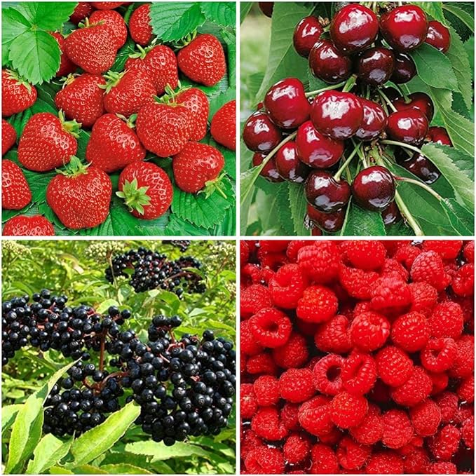 Berry Seeds Variety Pack, 310 Seeds Total, Non-GMO Strawberry, Raspberry, Elderberry, Cherry Mix for Home Garden, Easy to Plant